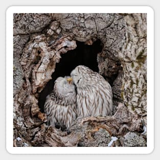 Ural owls kissing Sticker